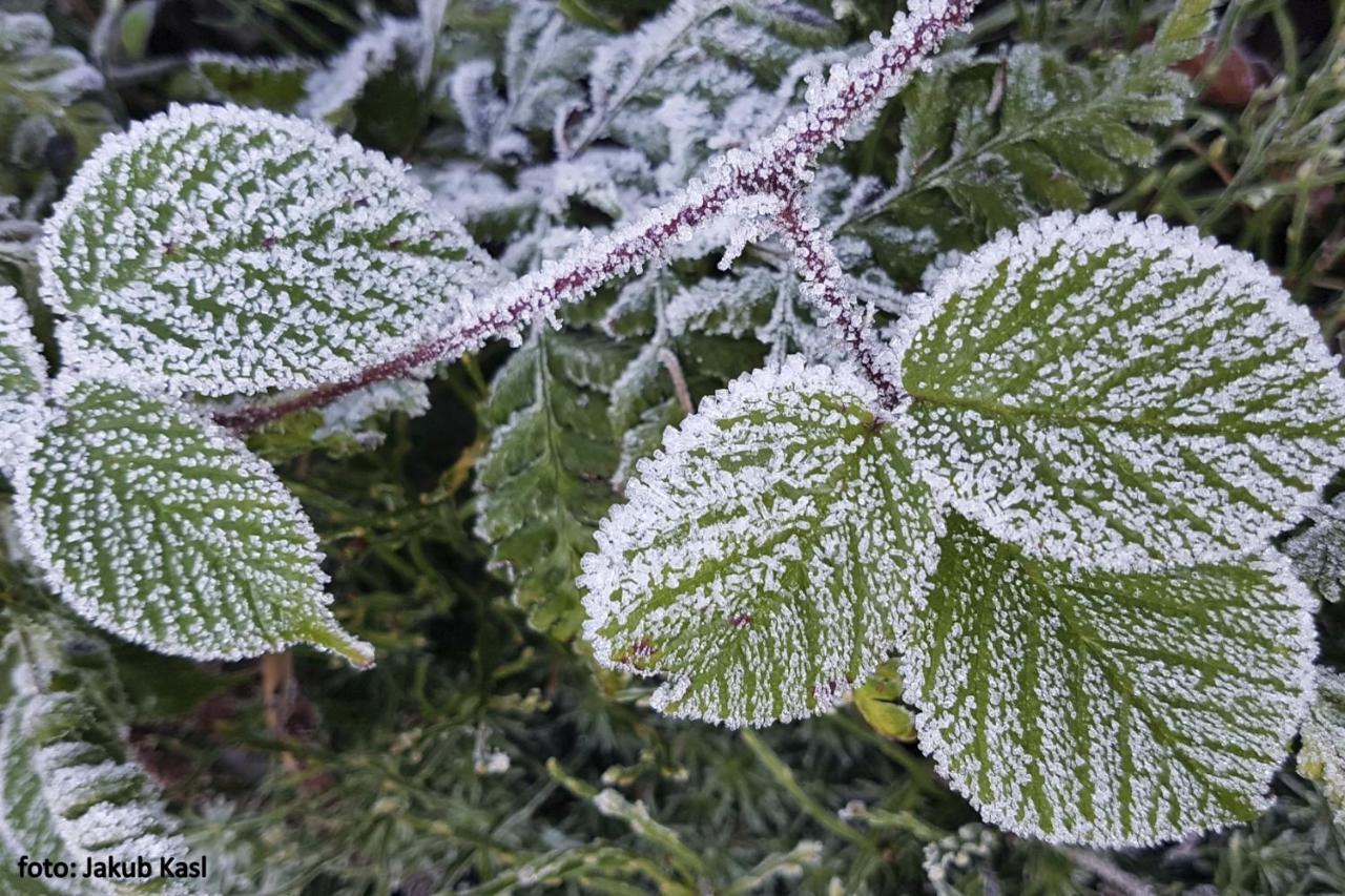 Aspen *